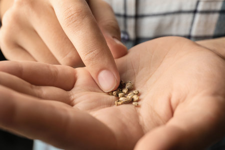 Woman holding raw organic hemp seeds, closeupの写真素材