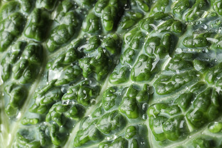 Green leaf of fresh savoy cabbage as background, closeupの写真素材