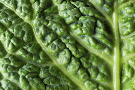 Green leaf of fresh savoy cabbage as background, closeup