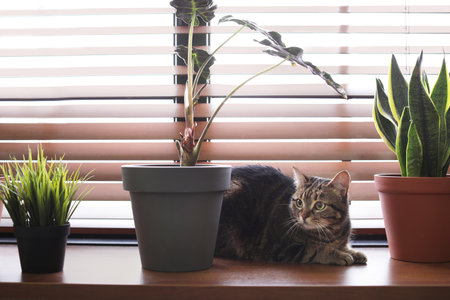 Adorable cat and houseplants on window sill at homeの写真素材