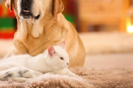 Adorable dog and cat together at room decorated for Christmas. cute petsの写真素材