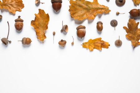 Flat lay composition with autumn leaves on white background. Space for textの写真素材