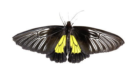 Beautiful common Birdwing butterfly on white background
