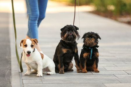 Woman walking Jack Russell Terrier and Brussels Griffon dogs in parkの写真素材