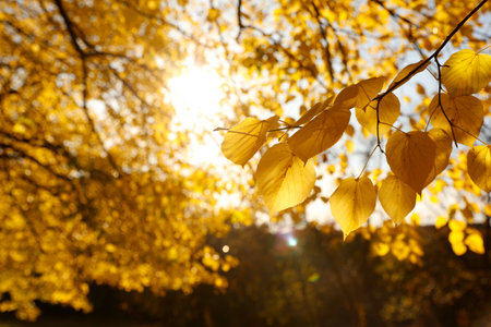 Tree branch with sunlit golden leaves in park, closeup. autumn season
