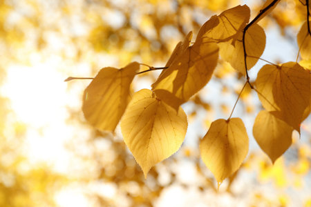 Tree branch with sunlit golden leaves in park, closeup. autumn seasonの写真素材