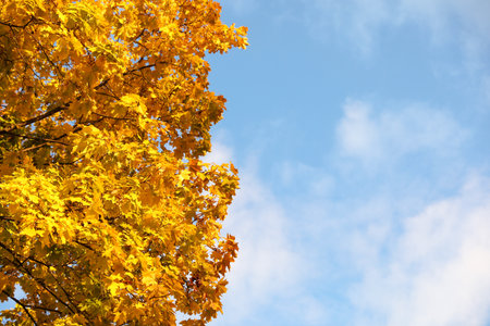 Beautiful tree with golden leaves and blue sky, bottom view. autumn season