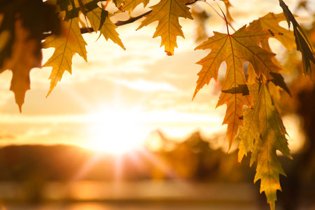 Tree branch with sunlit golden leaves in park, closeup. autumn seasonの写真素材