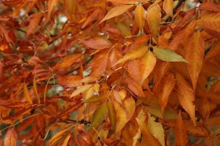 Tree with bright leaves outdoors on autumn day