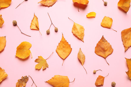 Beautiful composition with autumn leaves on pink background, flat layの写真素材
