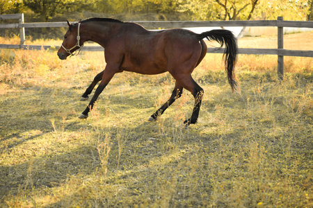 Chestnut horse outdoors on sunny day. Beautiful pet