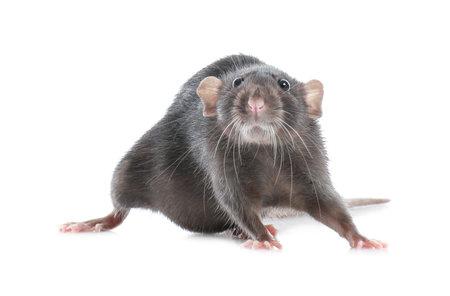 Cute rat on white background. small rodentの写真素材