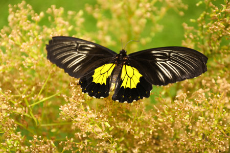 Beautiful common Birdwing butterfly on plant outdoorsの写真素材