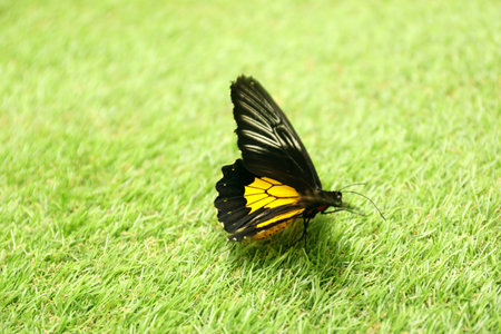 Beautiful Birdwing butterfly on green grass outdoorsの写真素材