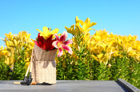 Beautiful lilies and gardening tools on gray table in flower field. Space for textの写真素材