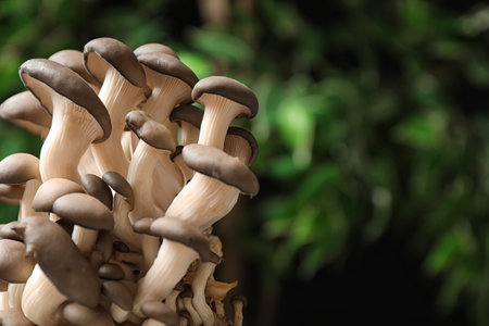 Fresh wild mushrooms on blurred green background, space for textの写真素材