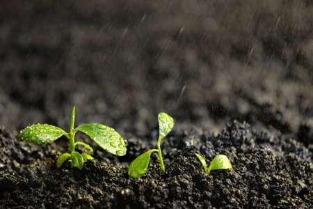 Fresh seedlings in fertile soil under rain, space for textの写真素材