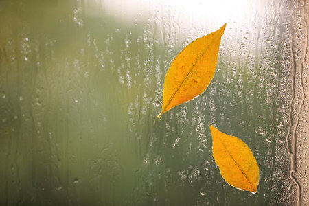 Autumn leaves on glass, space for text. rainy weatherの写真素材