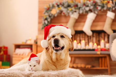 Adorable dog and cat wearing Santa hats together at room decorated for Christmas. cute petsの写真素材
