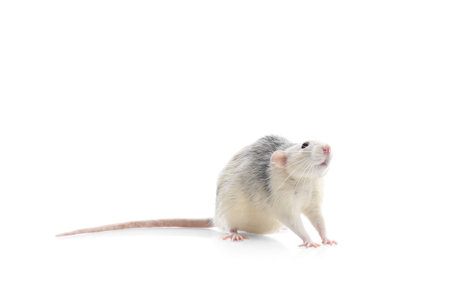 Cute rat on white background. small rodentの写真素材