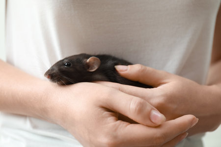 Young woman holding cute small rat, closeupの写真素材