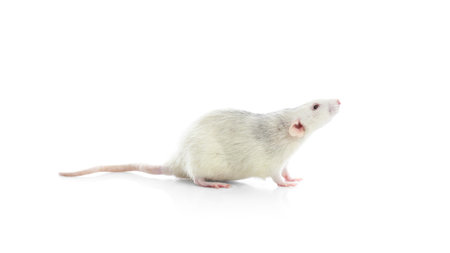 Cute rat on white background. small rodentの写真素材