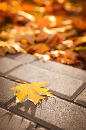Pavement with beautiful bright leaf in park, closeup. autumn seasonの写真素材