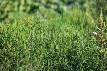 Blooming ragweed plants (Ambrosia genus) outdoors. seasonal allergyの写真素材