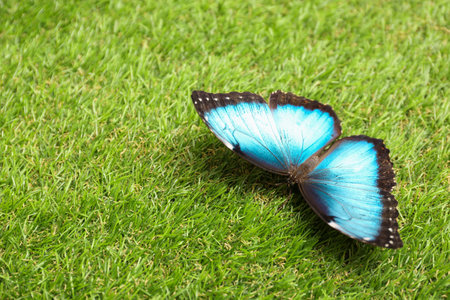 Beautiful Blue Morpho butterfly on green grass outdoorsの写真素材