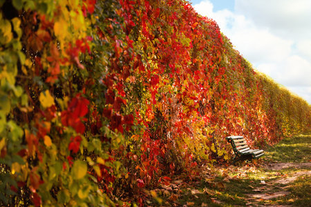 Beautiful plants with bright leaves in the park. autumn seasonの写真素材