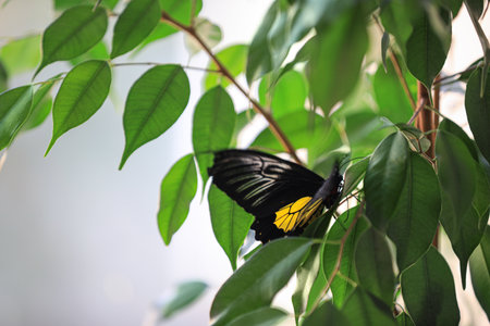 Beautiful common Birdwing butterfly on plant outdoorsの写真素材