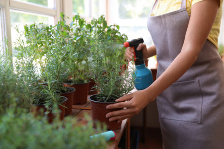 Young woman sprinkling home plants at wooden table indoors, closeupの写真素材