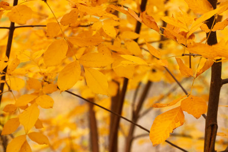 Tree with bright leaves outdoors on autumn dayの写真素材
