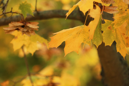 Tree with bright leaves outdoors on autumn dayの写真素材