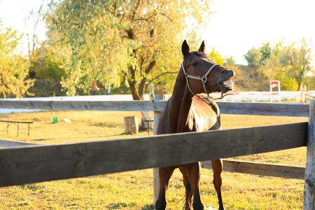 Chestnut horse outdoors on sunny day. Beautiful petの写真素材