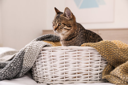 Cute tabby cat in basket with blanket at home. Lovely petの写真素材