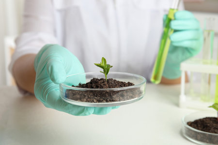Scientist holding Petri dish with soil and sprouted plant over white table, closeup. Biological...