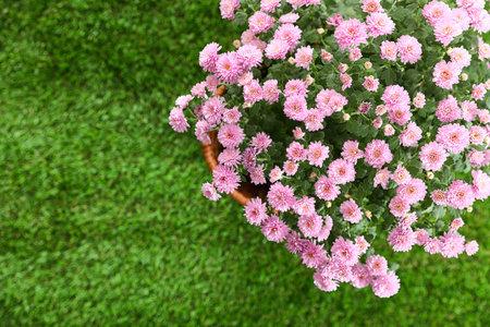Beautiful chrysanthemum flowers on green grass, top view. Space for textの写真素材