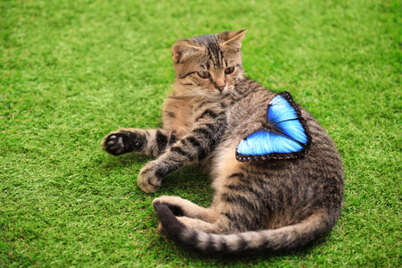 Cute tabby cat with beautiful Blue Morpho butterfly on green grassの写真素材