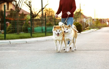 Young man walking his adorable Akita Inu dogs outdoorsの写真素材