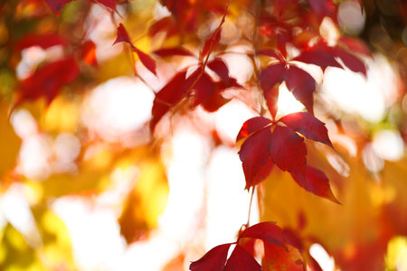 Tree branch with sunlit bright leaves in park, closeup. autumn seasonの写真素材