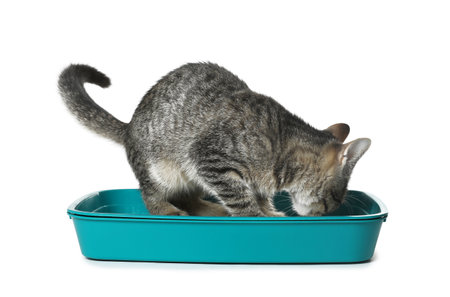 Gray tabby cat using litter tray on white background. Adorable petの写真素材
