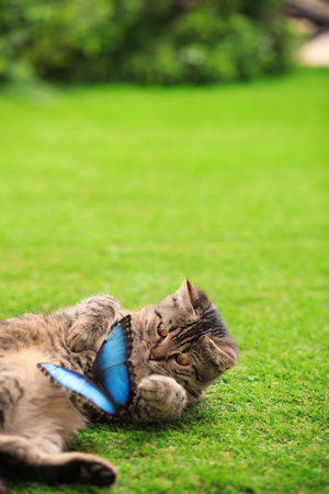 Cute tabby cat with beautiful Blue Morpho butterfly on green grassの写真素材