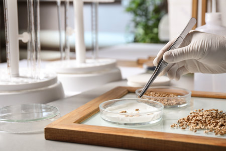 Scientist sorting wheat grains on glass tray at table in laboratory, closeupの写真素材