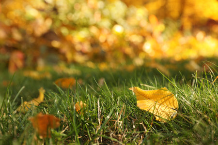 Yellow autumn leaves on green lawn outdoors, closeupの写真素材