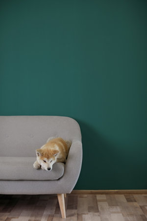 Cute Akita Inu dog lying on sofa near color wall. Space for textの写真素材