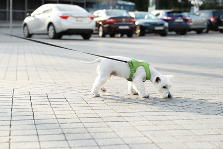Adorable West Highland White Terrier dog on sidewalk outdoorsの写真素材