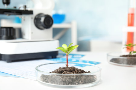 Petri dish with soil and sprouted plant on white table. Biological chemistryの写真素材