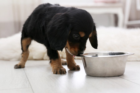 Cute English Cocker Spaniel puppy with bowl indoorsの写真素材