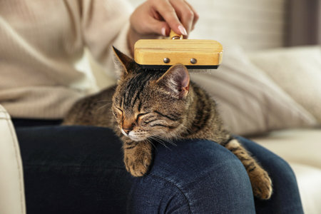 Woman brushing cute tabby cat at home, closeup. Lovely petの写真素材